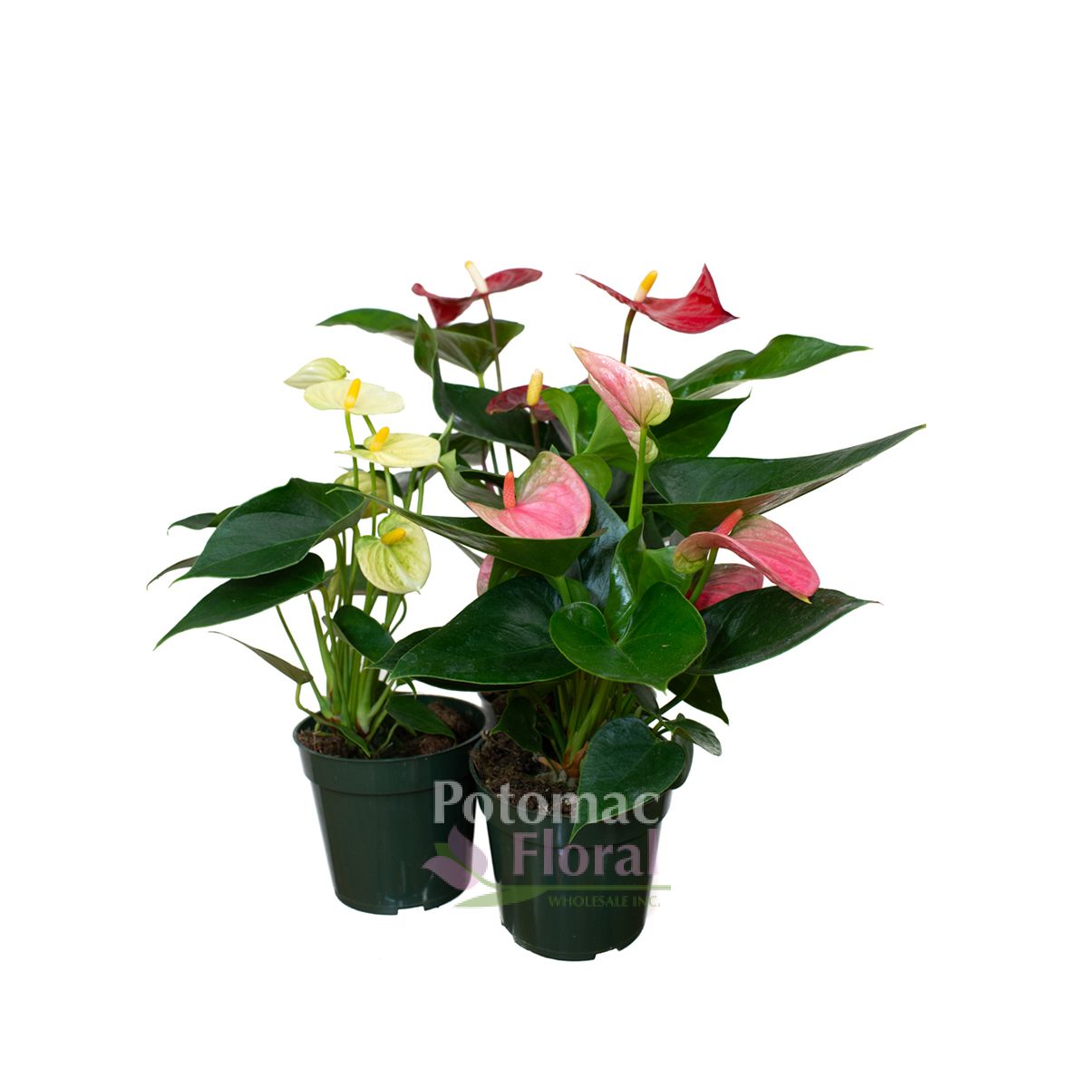 Anthurium Assorted, 4" Pot Potomac Floral Wholesale